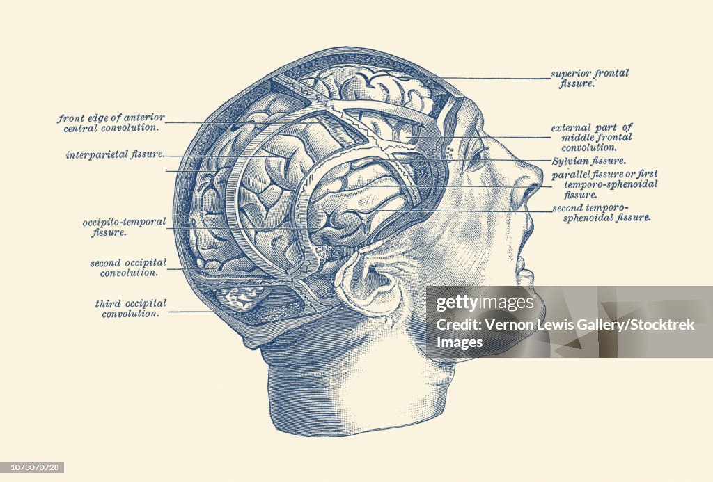 Vintage anatomy print depicting the fissures throughout the human brain.