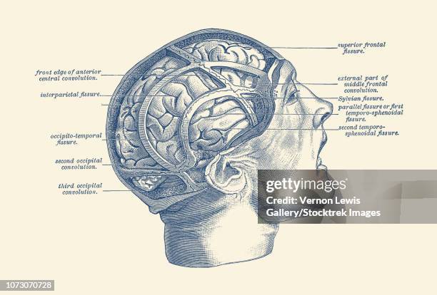 stockillustraties, clipart, cartoons en iconen met vintage anatomy print depicting the fissures throughout the human brain. - diencephalon