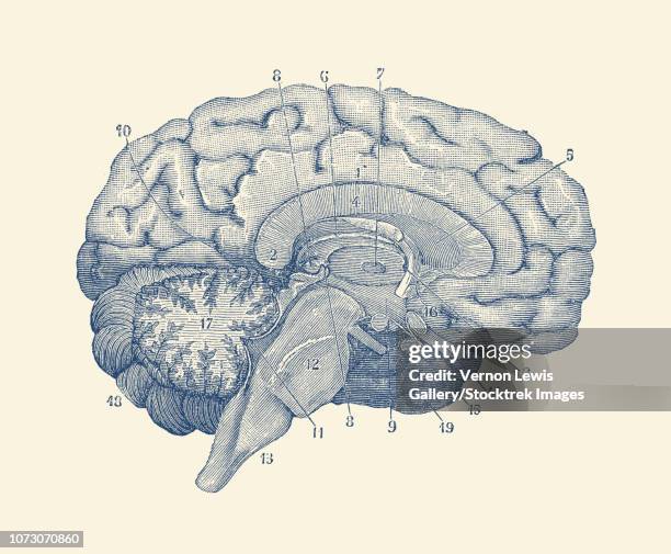 stockillustraties, clipart, cartoons en iconen met vintage anatomy print showing a diagram of the human brain. - cerebral cortex