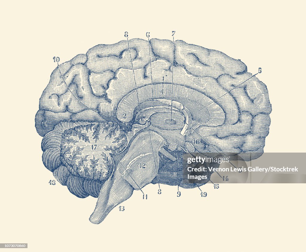 Vintage anatomy print showing a diagram of the human brain.