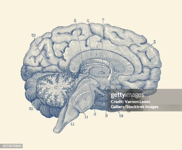 vintage anatomy print showing a diagram of the human brain. - brain diagram colour stock illustrations