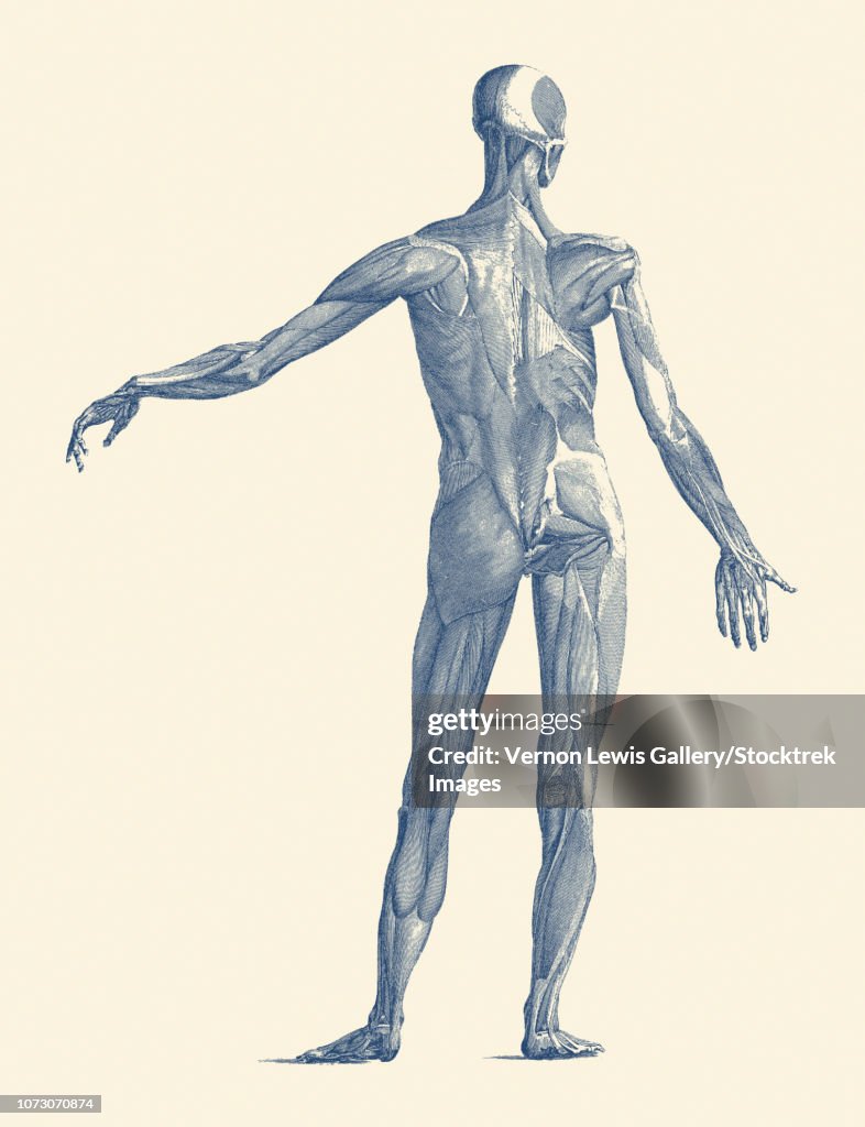 Vintage anatomy print showing a back view of the human muscular system.