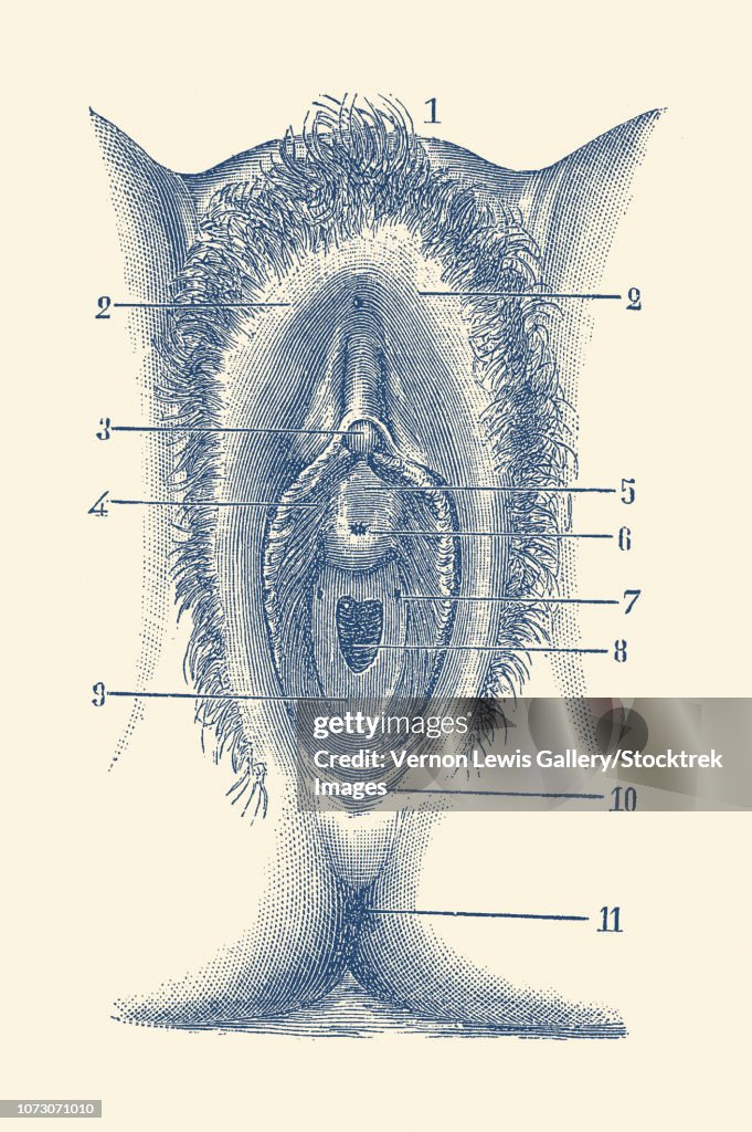 Vintage anatomy print showing a portion of the female reproductive system.