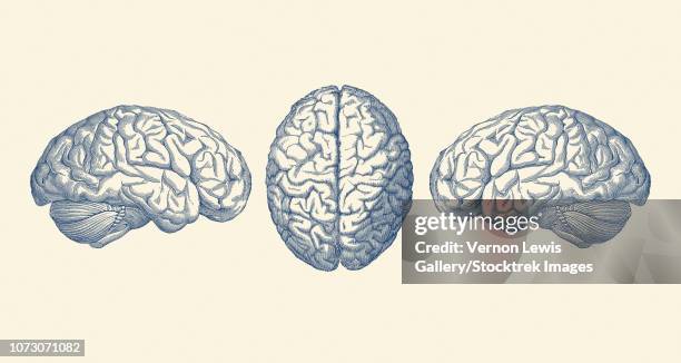 vintage anatomy print showing three views of the human brain. - pen and ink line stock illustrations