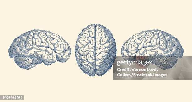 vintage anatomy print showing three views of the human brain. - vitreous humour stock illustrations