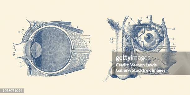 vintage anatomy print showing a diagram of the human eye anatomy. - anterior chamber stock illustrations