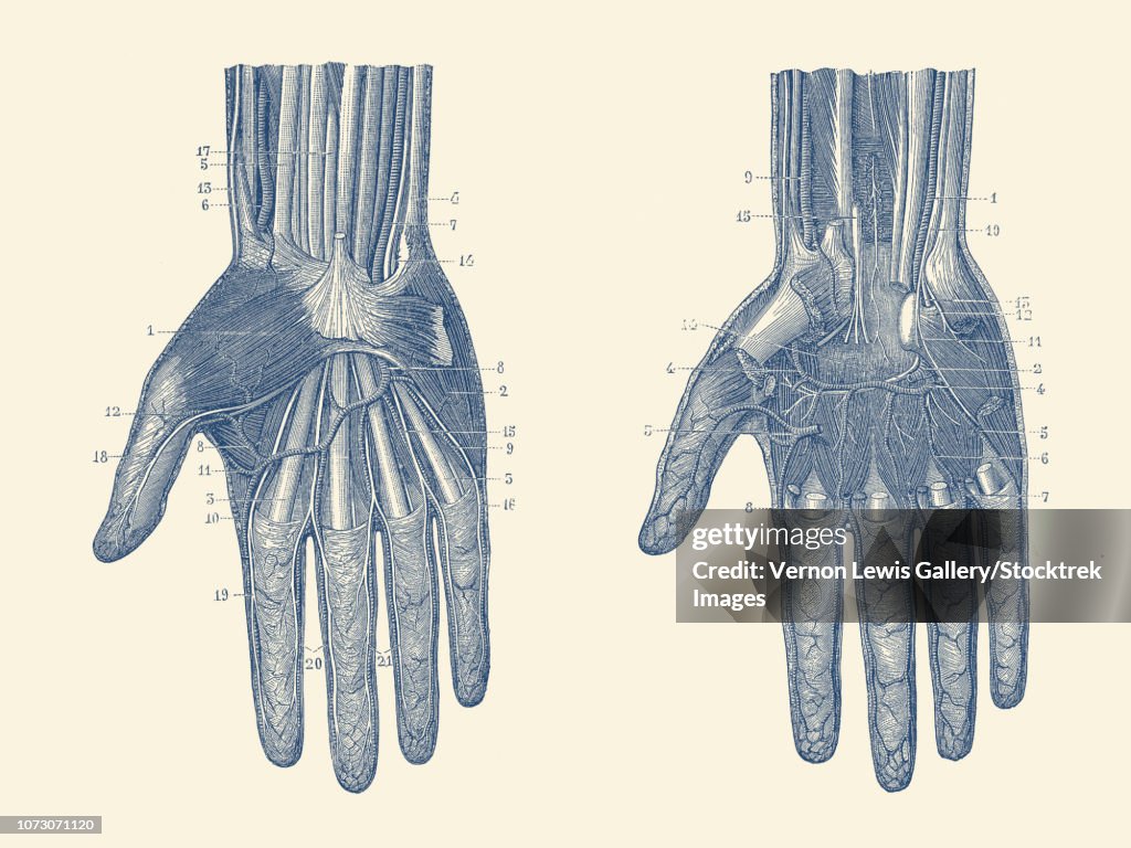 Dual view of the human hand, showcasing the muscles, bones and veins throughout.