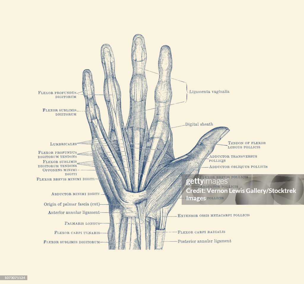 Diagram depicting the bones, ligaments and muscles throughout the hand and fingers.