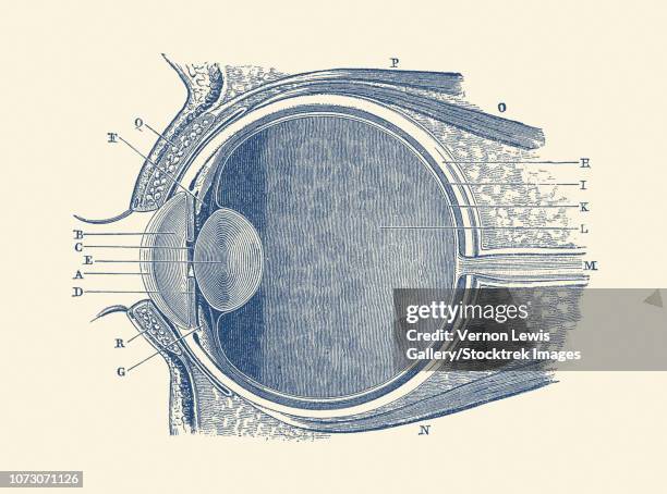 vintage anatomy print showing a diagram of the human eye. - vitreous humour stock illustrations