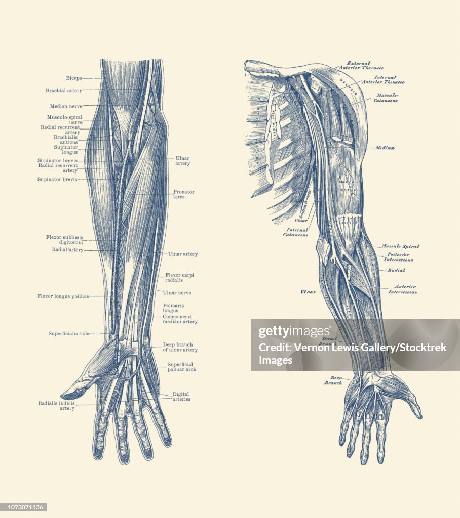 Dual-view diagram of the human arm and hand, showing ligaments, muscles and veins.