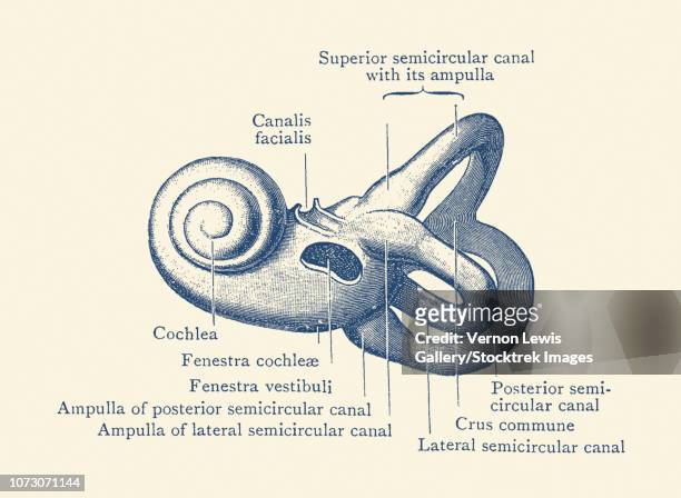 vintage anatomy print showing a diagram of the inner ear. - cochlea stock illustrations