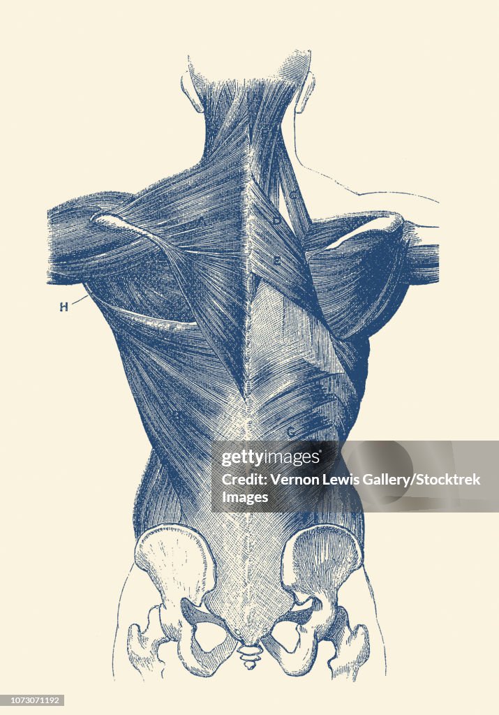 A diagram depicting the muscles in the upper body, from the backside.