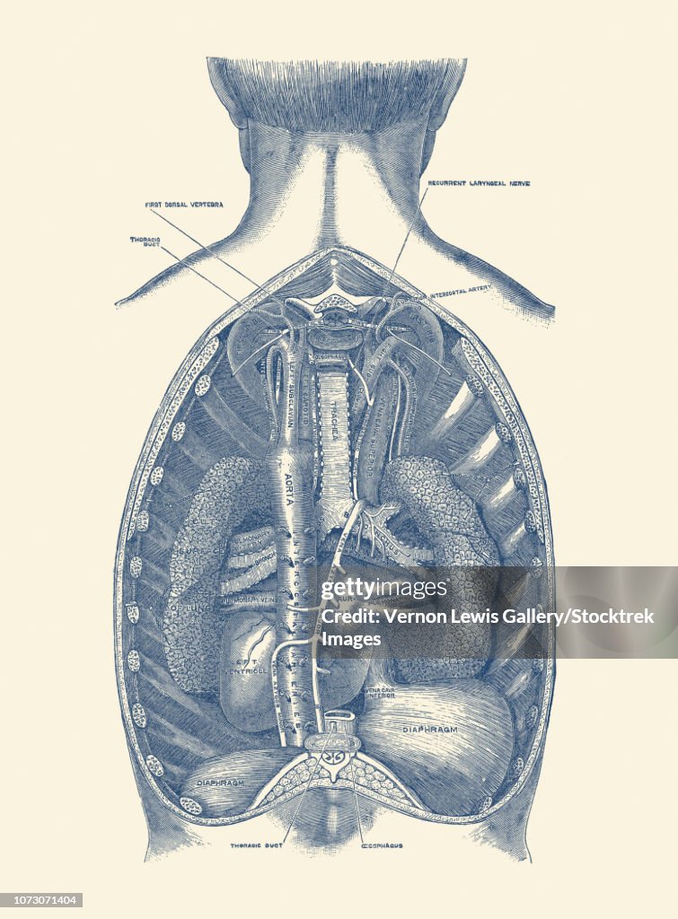Vintage anatomy print of the diaphragm, showcasing the aorta and trachea.