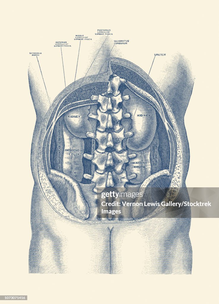 Vintage anatomy print showing a view of the kidneys and colon inside the human body.
