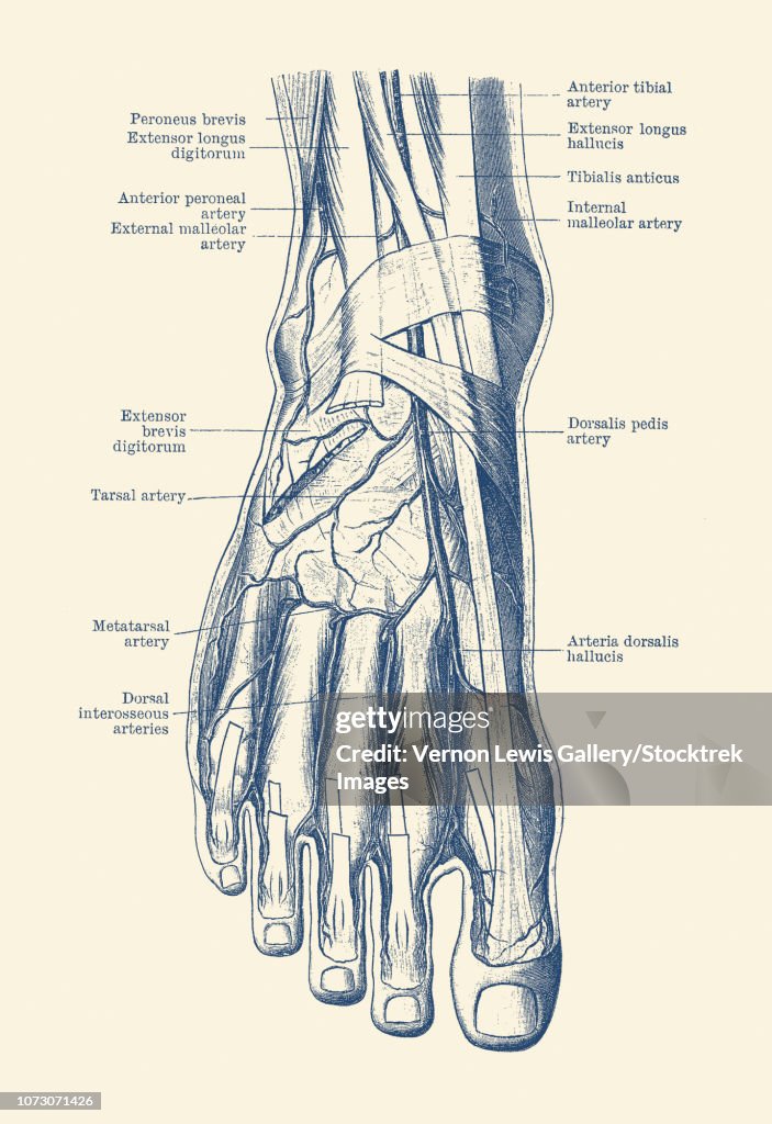 Vintage anatomy print of the human foot, showcasing the veins and arteries.
