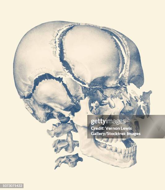 ilustrações, clipart, desenhos animados e ícones de vintage anatomy print showing a fragmented view of the human skull. - sutura