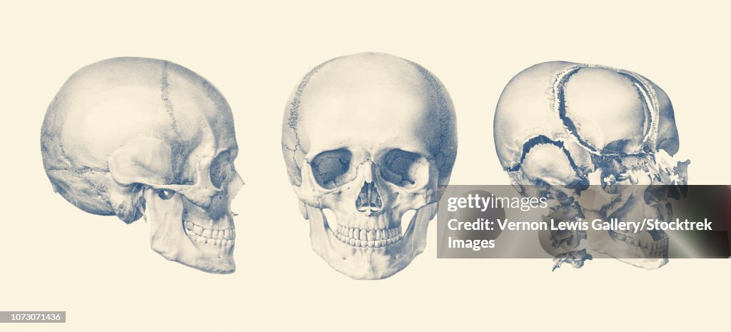 A multi view of the human skull, showing the bone breakdown.