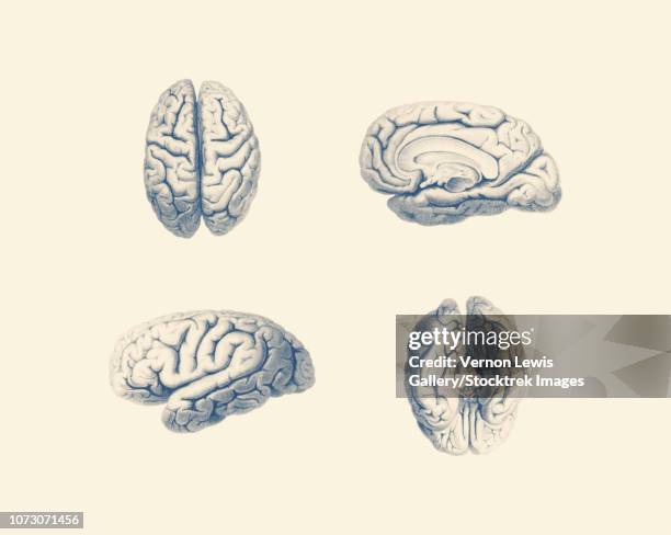 illustrazioni stock, clip art, cartoni animati e icone di tendenza di vintage anatomy print showing multiple viewpoints of the human brain. - diencephalon