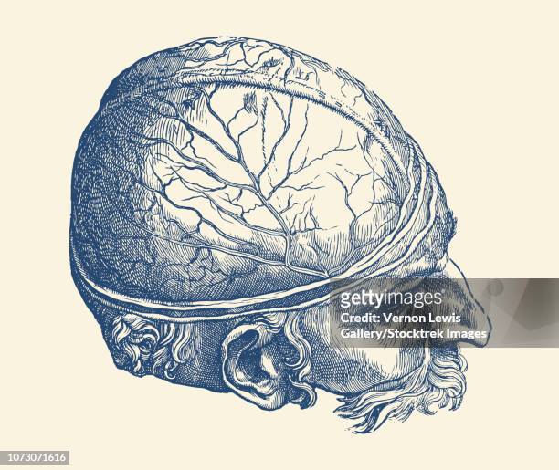 vintage anatomy print features an artistic view the male brain. - brain diagram colour stock illustrations