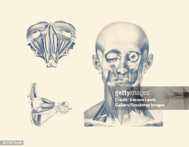 vintage anatomy print showing multiple views of the human eyes. - choroid stock-grafiken, -clipart, -cartoons und -symbole