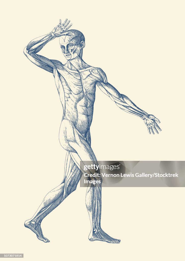 Vintage anatomy print features an artistic view of a moving muscular system.