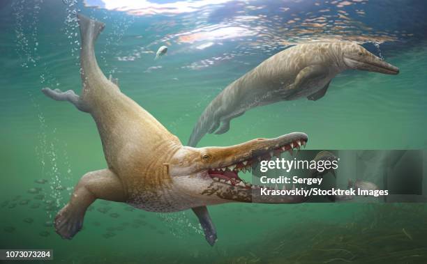 a prehistoric whale, georgiacetus vogtlensis, catching fish. - triassic stock illustrations