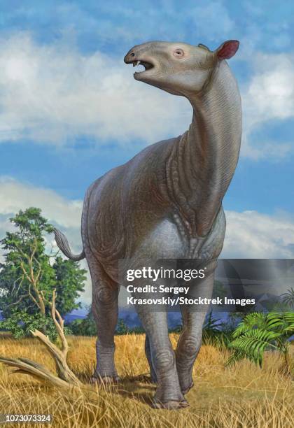 a lone paraceratherium bugtiense mammal. - roaring stock illustrations