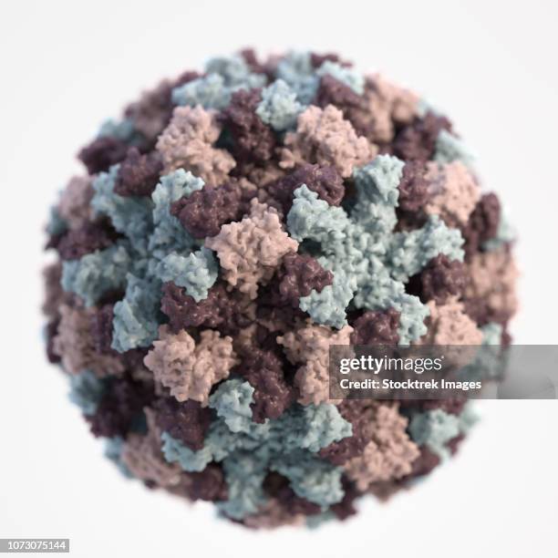 a 3d graphical representation of a single norovirus. - spiked ball stock illustrations