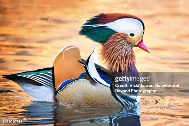 close up of mandarin duck in central park, nyc - babylon new york stock pictures, royalty-free photos & images