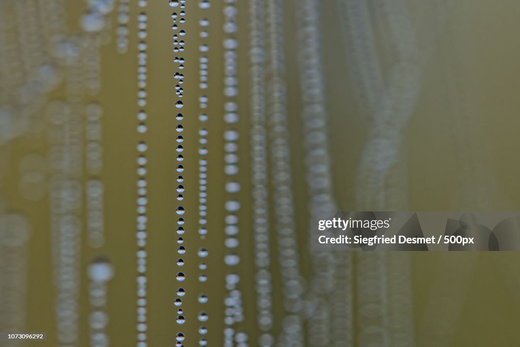 Drops caugt in a spiderweb