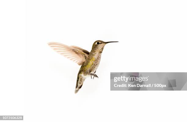 kolibri - kolibri fotografías e imágenes de stock