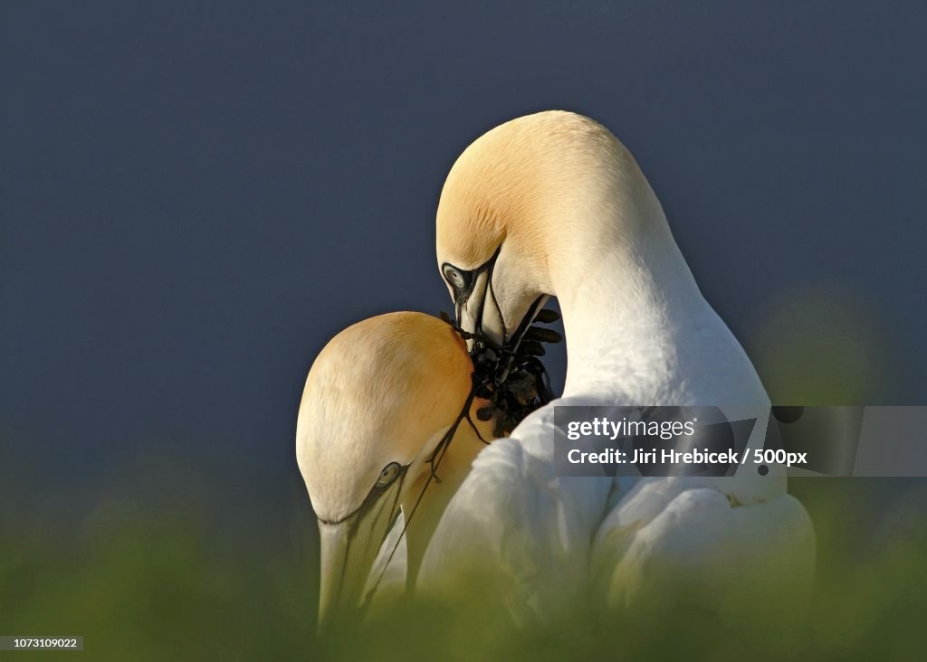 Northern Gannets