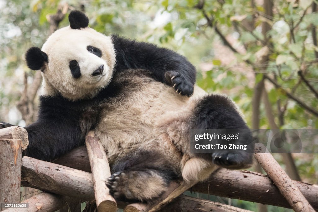 Giant Panda In Chengdu Research Base Of Giant Panda Breeding