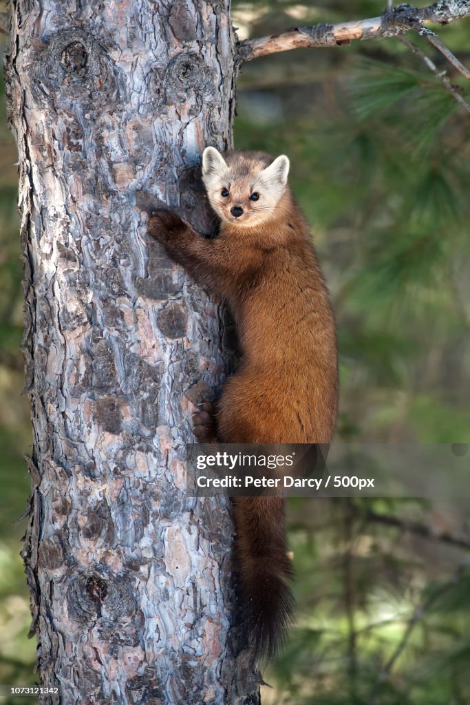 Pine Marten