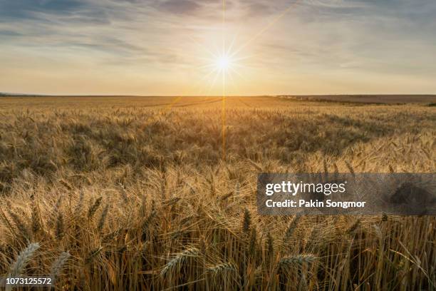 beautiful sunset over wheat field - veld stockfoto's en -beelden