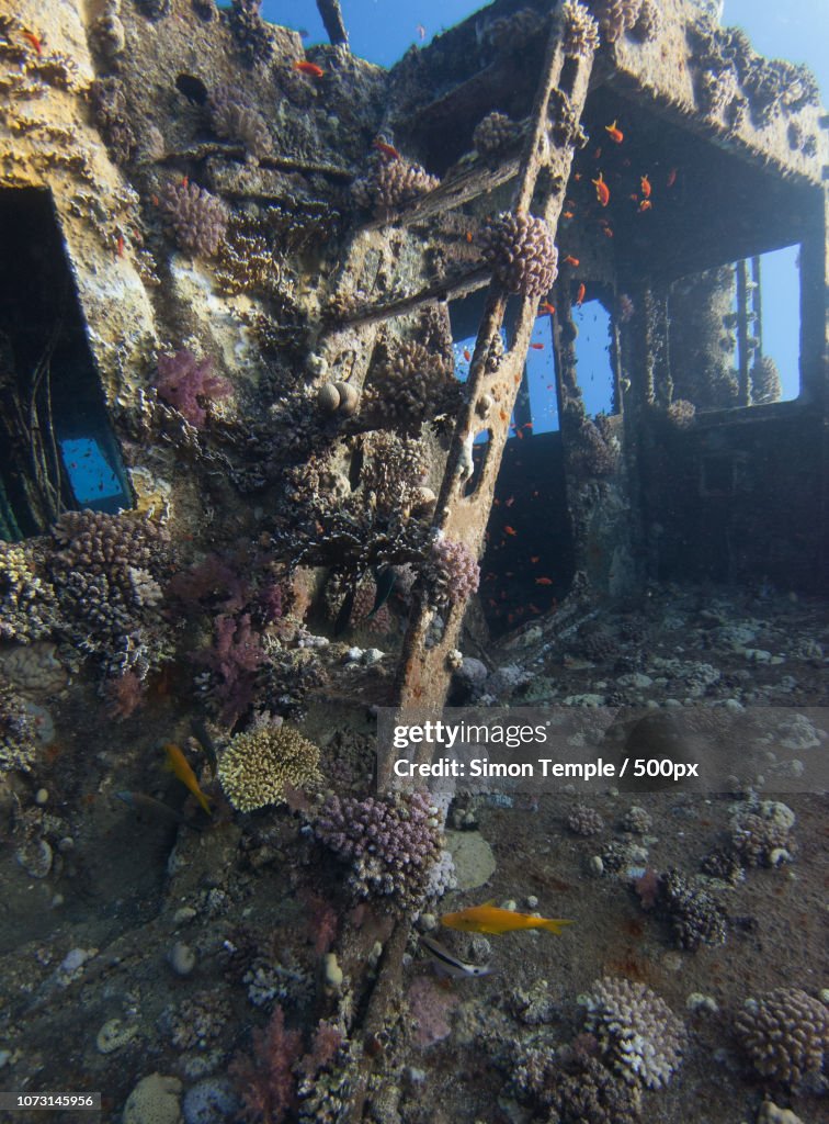 Coral infested steps