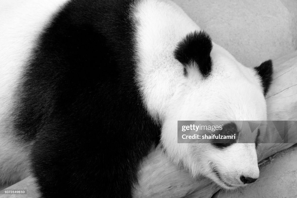 Close up of giant panda sleeping on a log. Enjoying an afternoon nap after eating fresh bamboo.