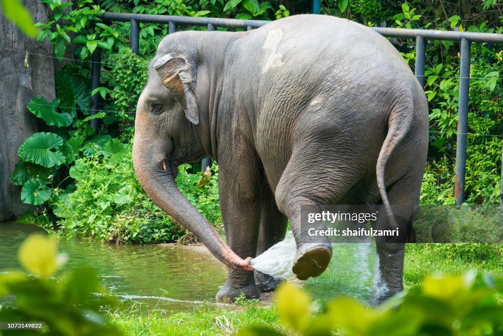 Malaysian elephant daily bath at National Zoo of Kuala Lumpur