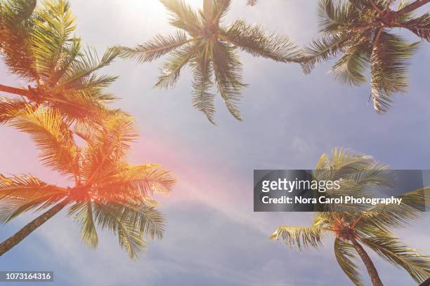 coconut palm trees against sky backgrounds - nostalgia background stock pictures, royalty-free photos & images