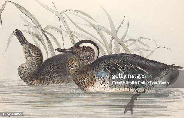 Engraving of the Garganey Teals , from the book "The birds of Europe" by John Gould, 1837. Courtesy Internet Archive.