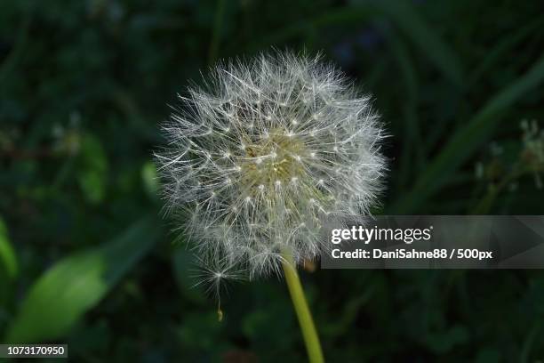 dandelion skydive - skydive close up stock pictures, royalty-free photos & images