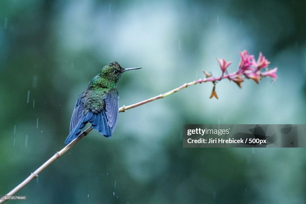 Green-crowned Brilliant