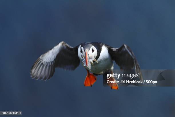 Successful Hunt High-Res Stock Photo