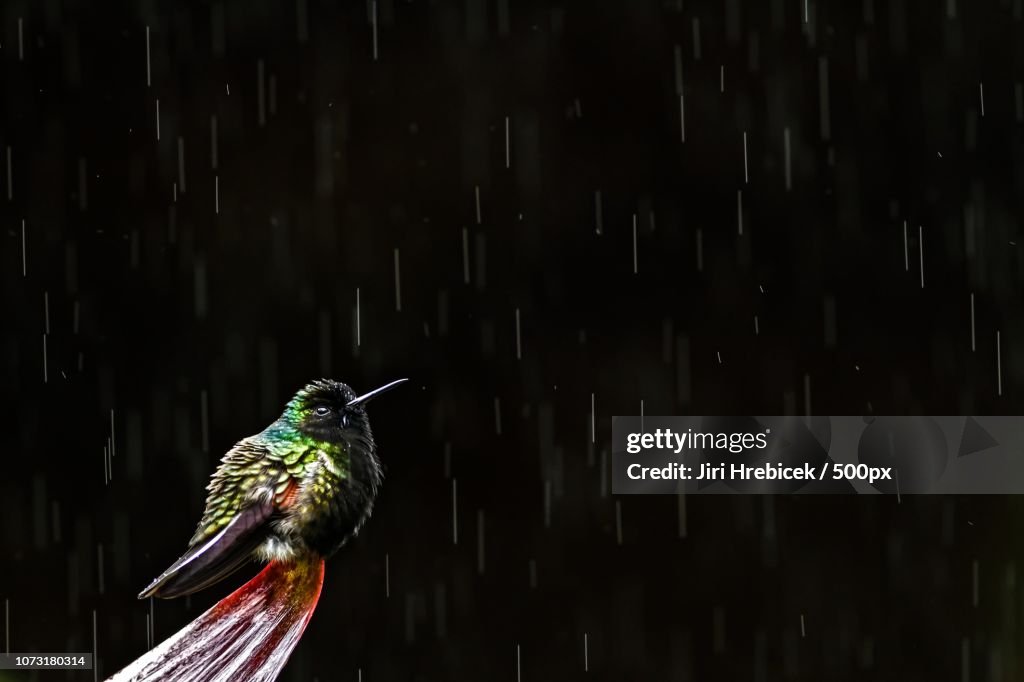 In the rain