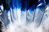 Blue and white Native American Indian feathers .