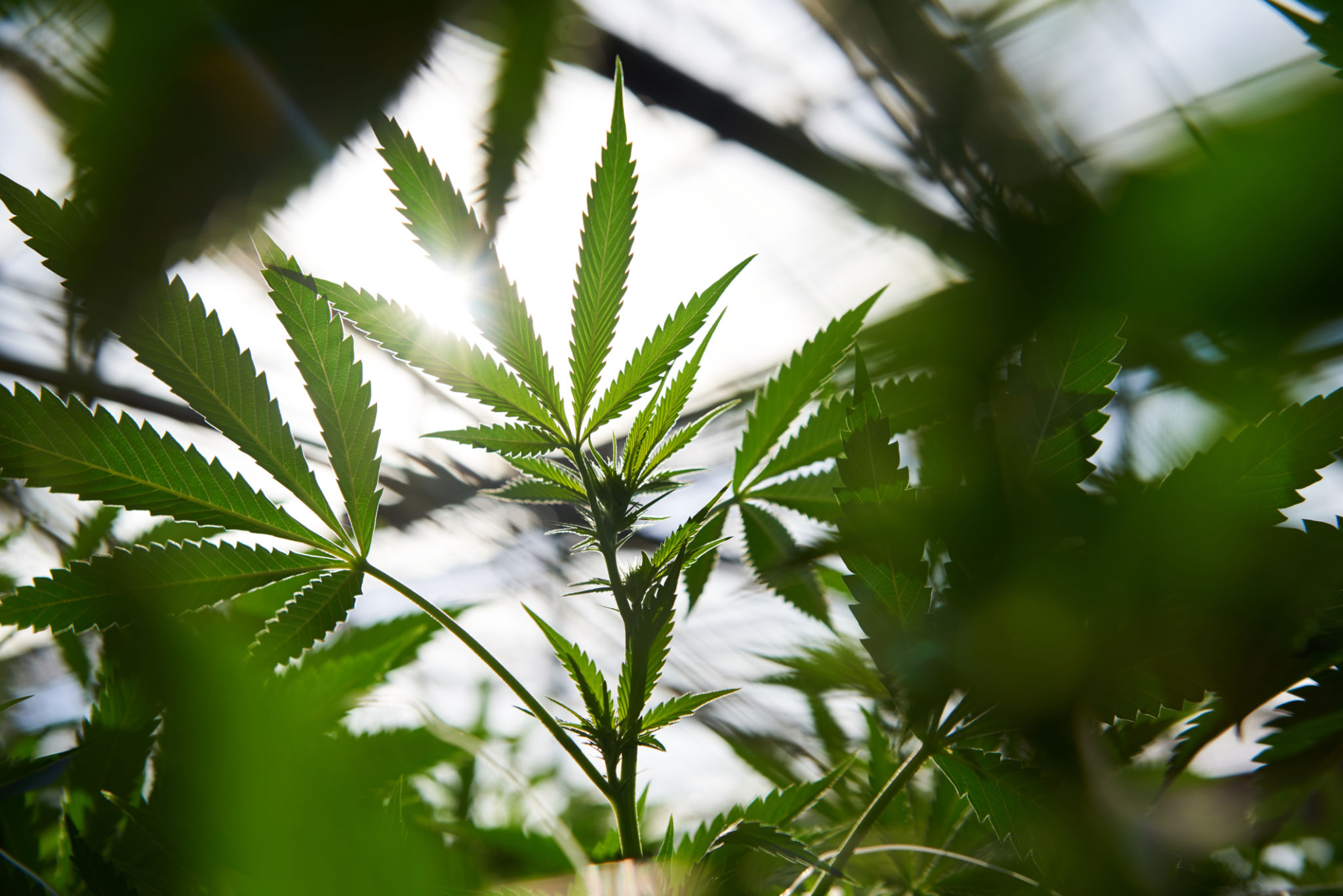 cannabis industry
