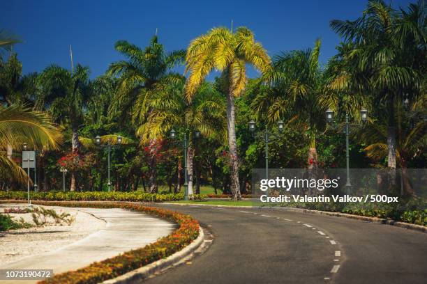 nice asfalt road with palm trees against the blue sky - asfalt 個照片及圖片檔