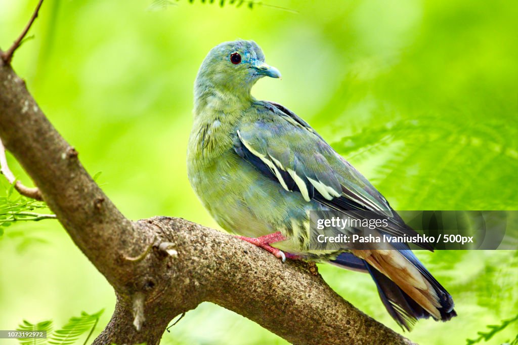 Pink-necked Green Pigeon Female