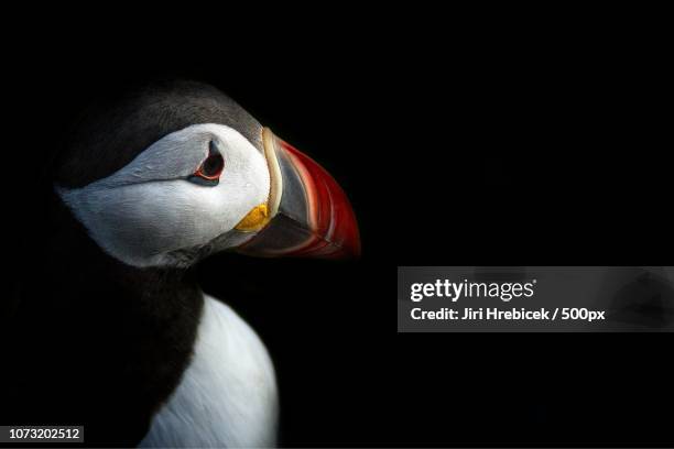 Puffin, Foto stock