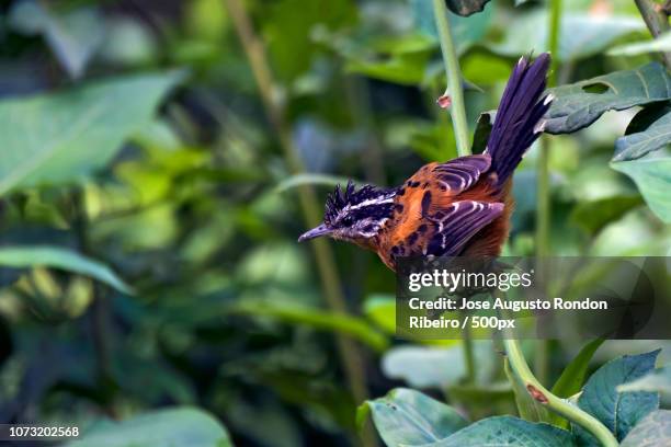 Ferruginous Antbird High-Res Stock Photo